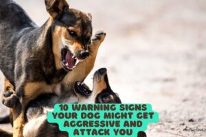 10 Warning Signs Your Dog Might Get Aggressive and Attack You