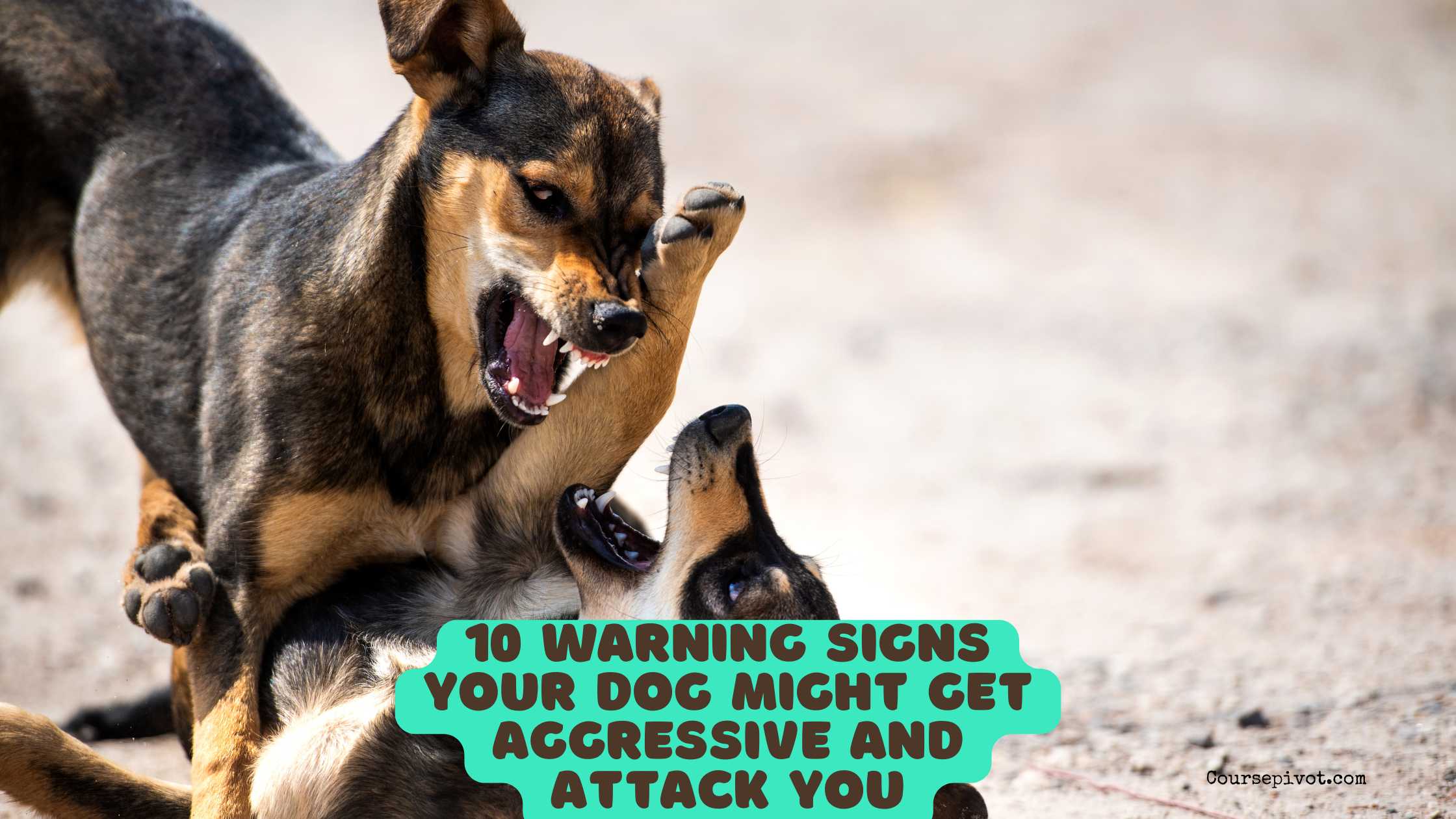 10 Warning Signs Your Dog Might Get Aggressive and Attack You