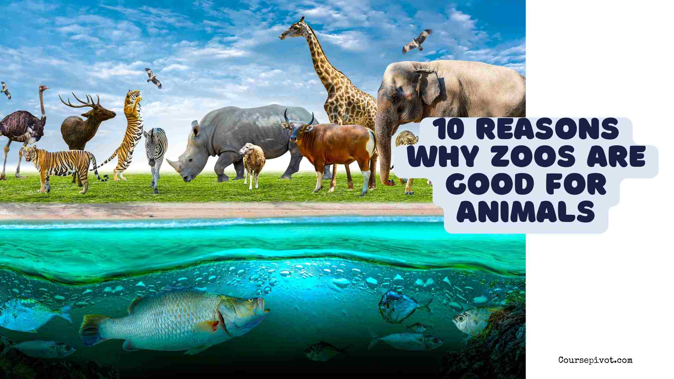 10 reasons why zoos are good for animals