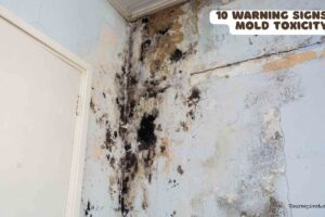 10 warning signs of mold toxicity
