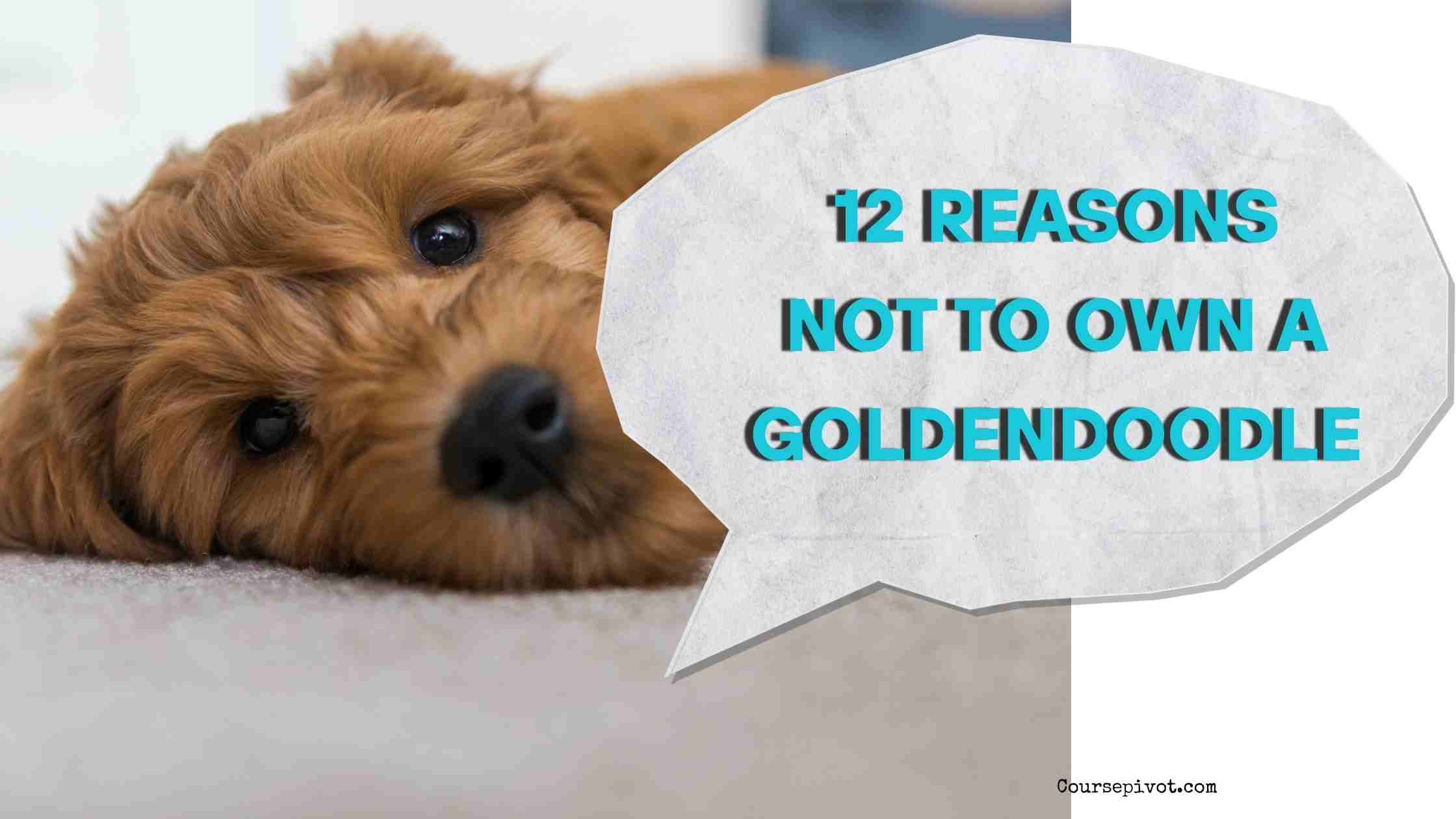 12 Reasons Not to Own a Goldendoodle