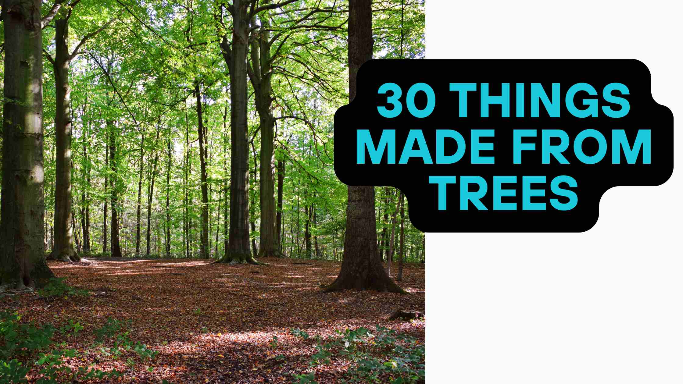 30 Things Made from Trees