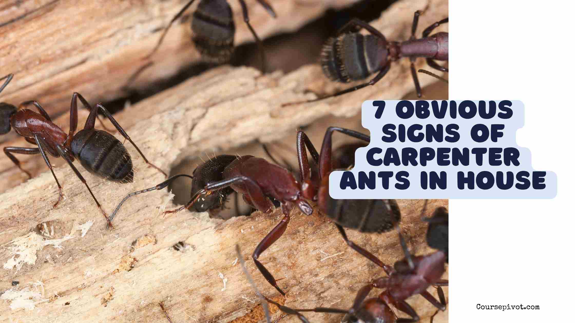 7 Obvious Signs of Carpenter Ants in House