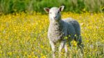 9 Shocking Reasons Why God Compares Us to Sheep