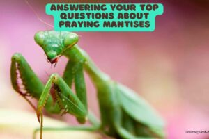 Answering Your Top Questions About Praying Mantises