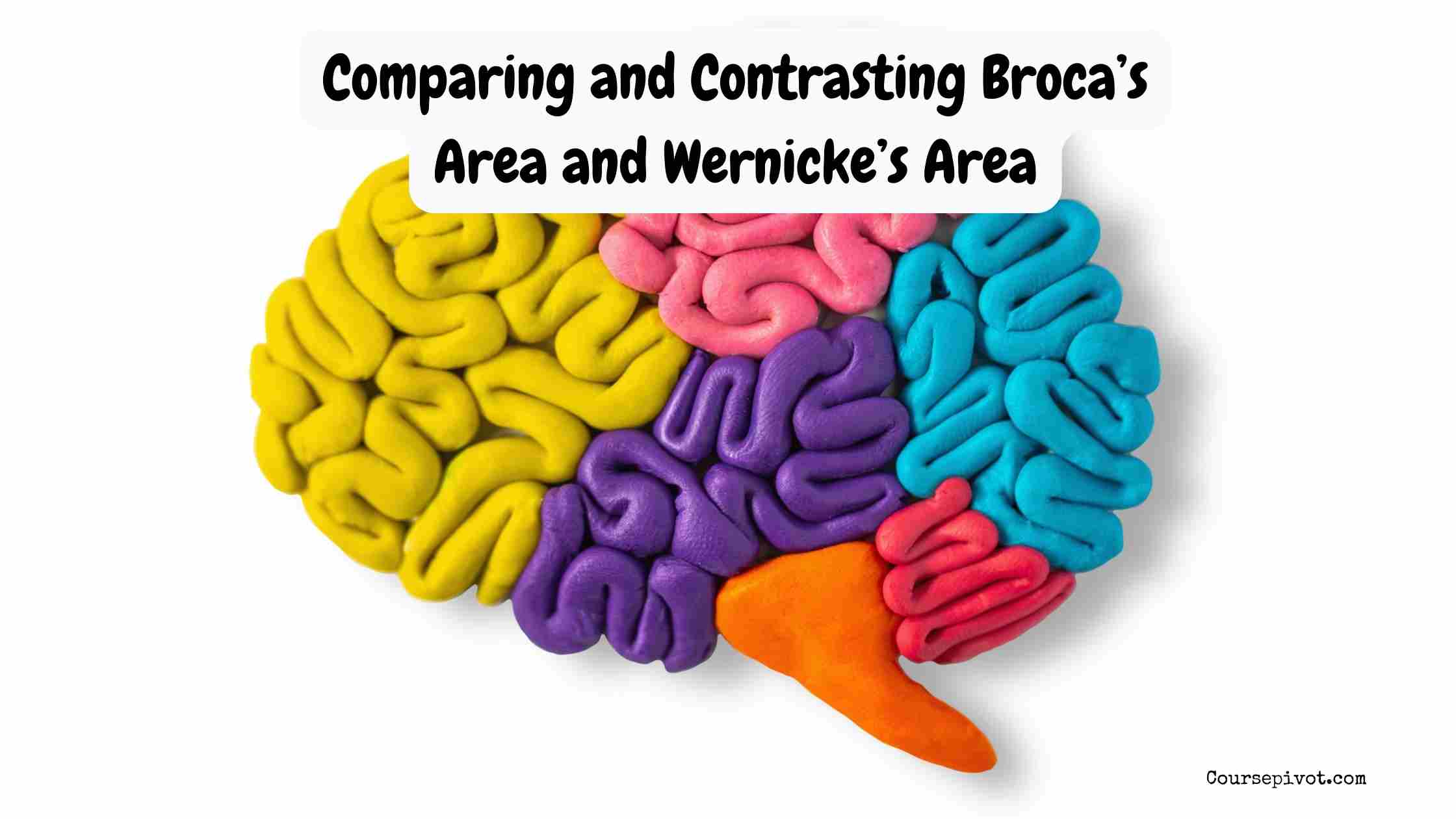 Comparing and Contrasting Broca’s Area and Wernicke’s Area
