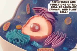 Definitions and Functions of all cell organelles (Animal and Plant cell)