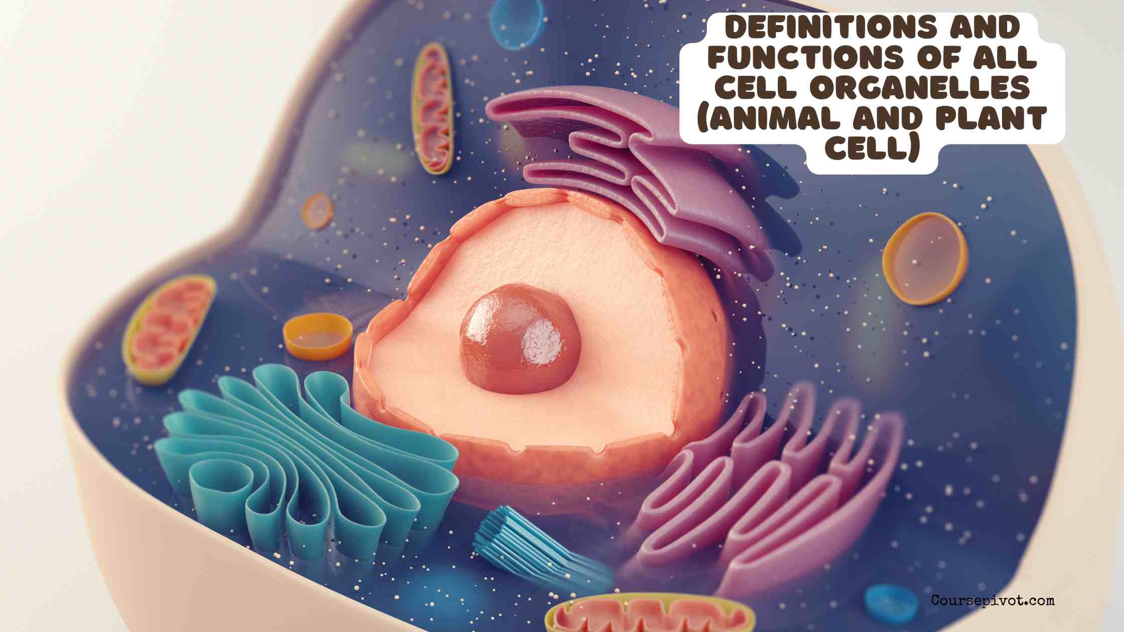 Definitions and Functions of all cell organelles (Animal and Plant cell)