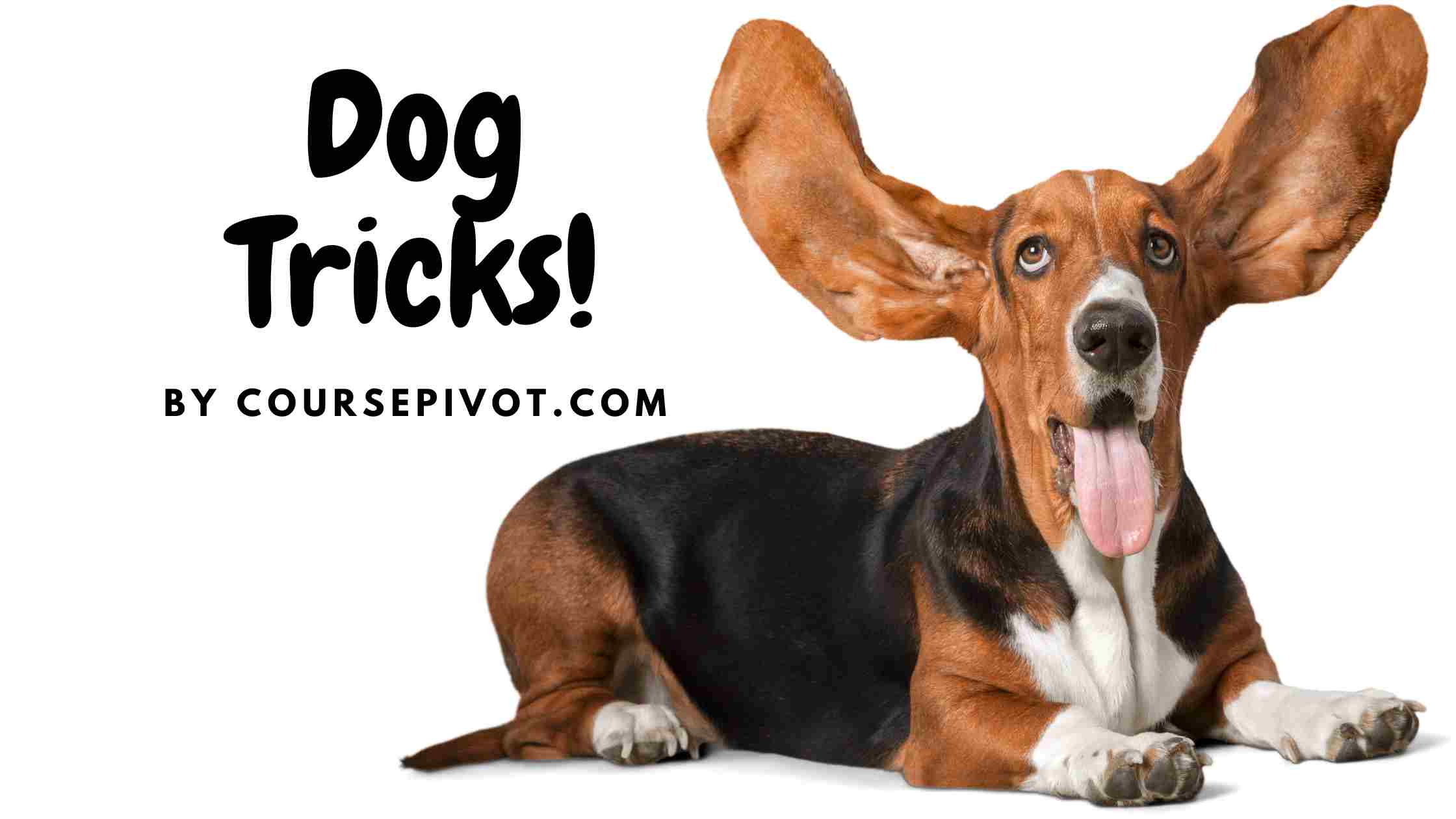 Fun dog tricks to teach
