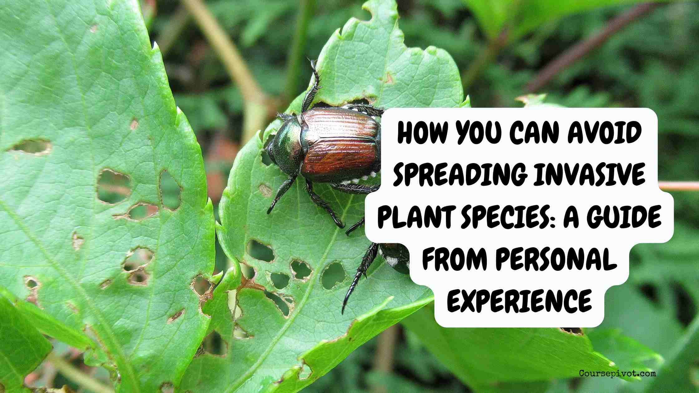 How You Can Avoid Spreading Invasive Plant Species: A Guide from Personal Experience