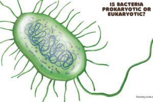 Is Bacteria Prokaryotic or Eukaryotic?