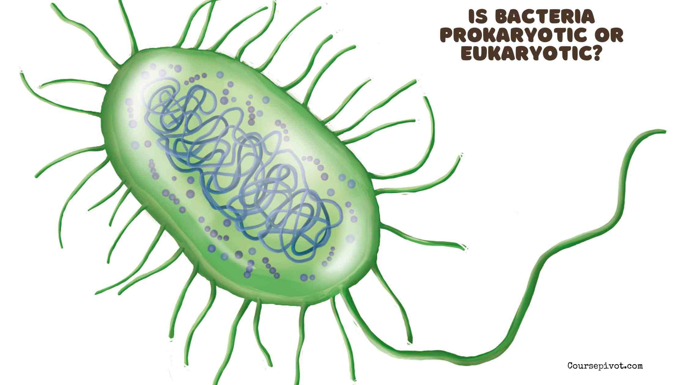 Is Bacteria Prokaryotic or Eukaryotic?