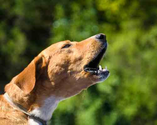 Loud barking too loud