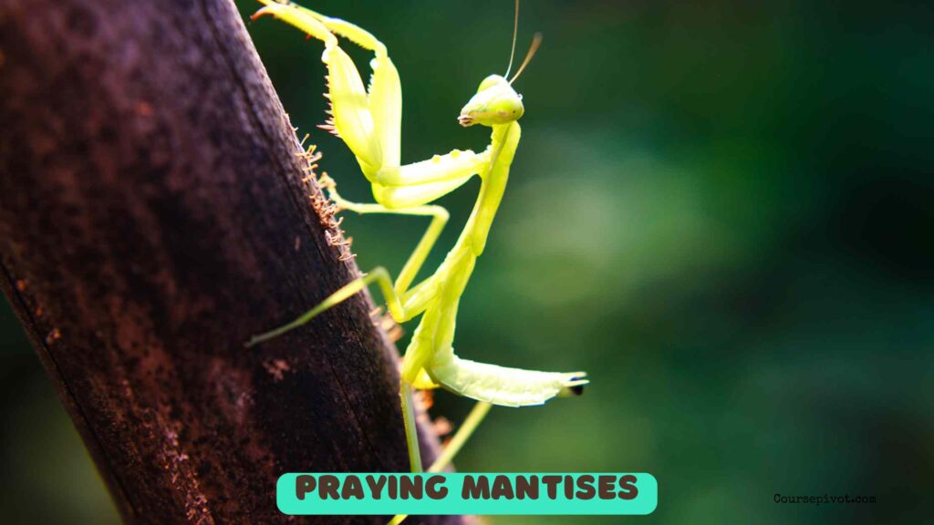 Praying mantis