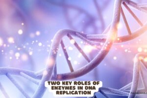 Two Key Roles of Enzymes in DNA Replication