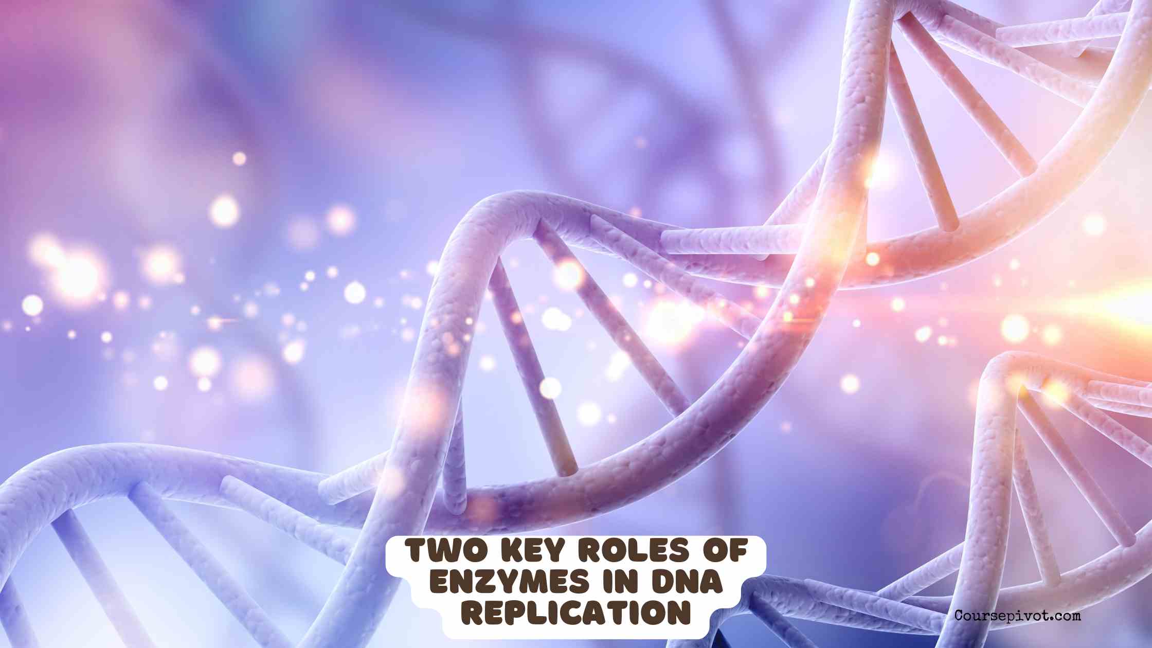 Two Key Roles of Enzymes in DNA Replication