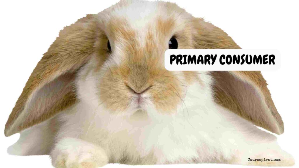 Primary consumer rabbit