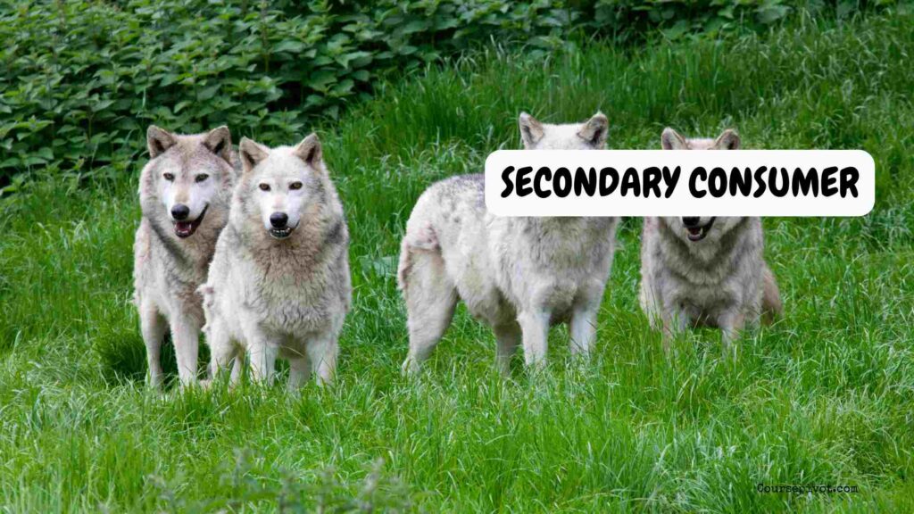 Secondary consumer wolves