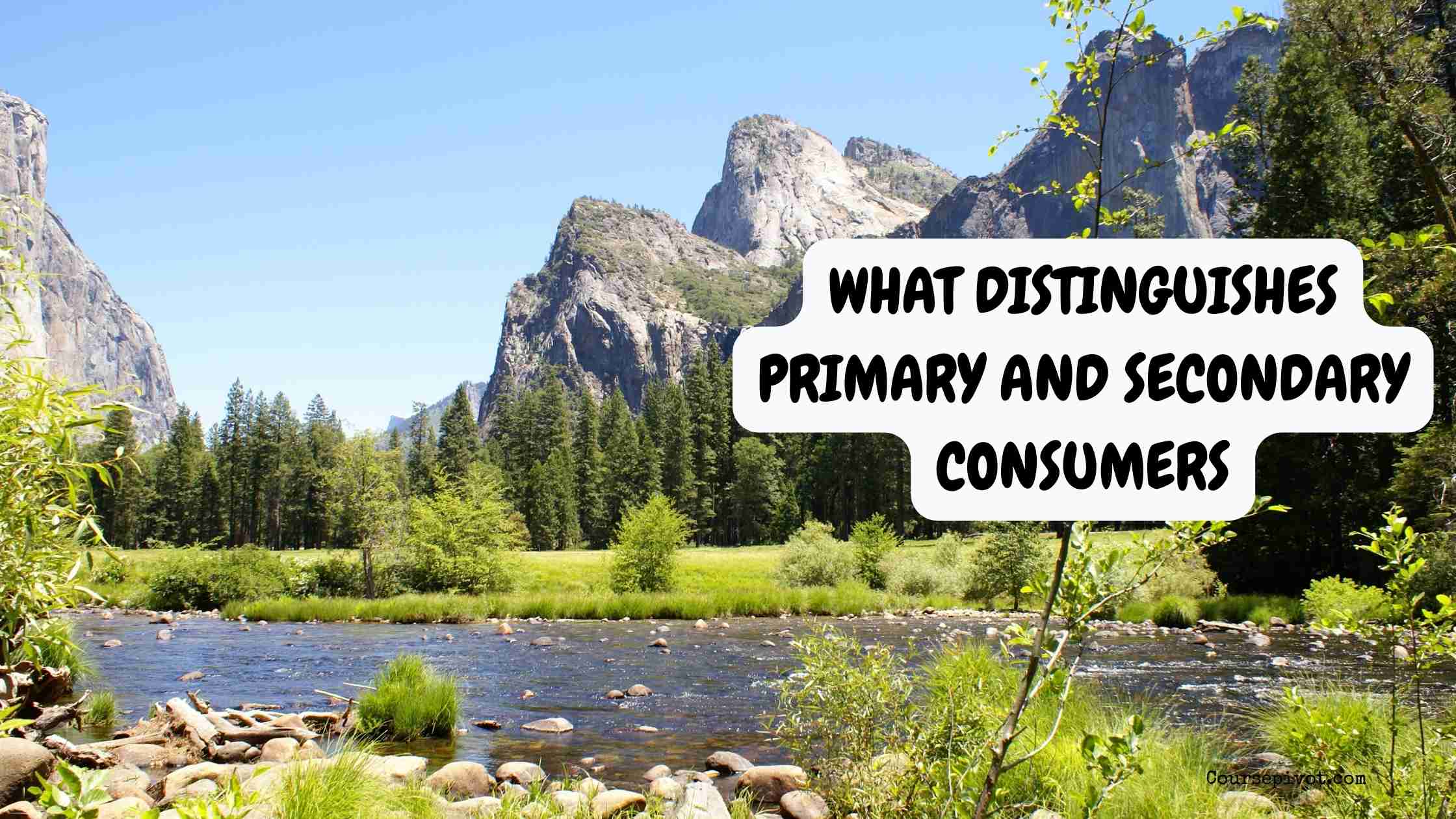What Distinguishes Primary and Secondary Consumers