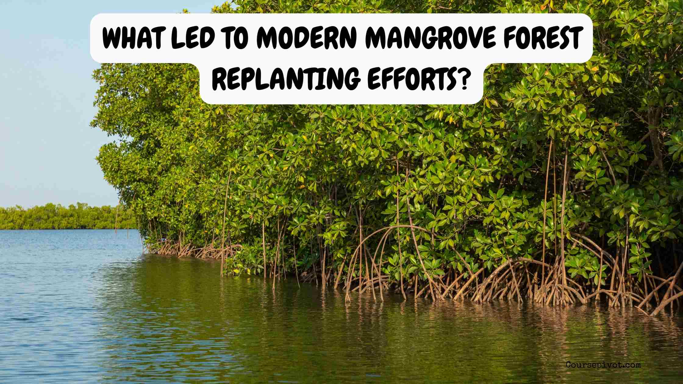 What Led to Modern Mangrove Forest Replanting Efforts?