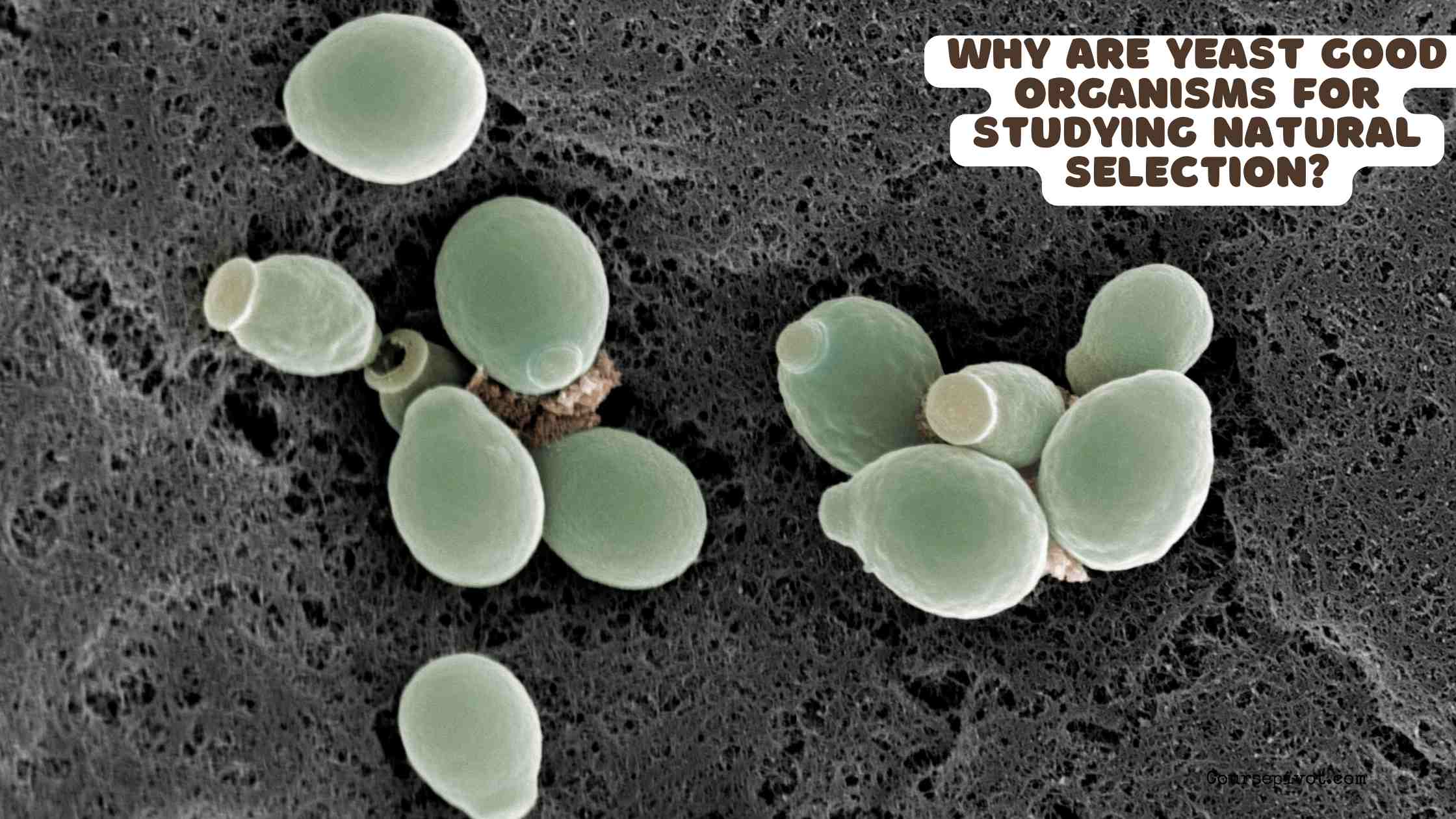 Why Are Yeast Good Organisms for Studying Natural Selection?