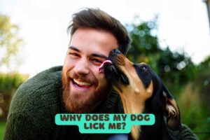 Why Does My Dog Lick Me?