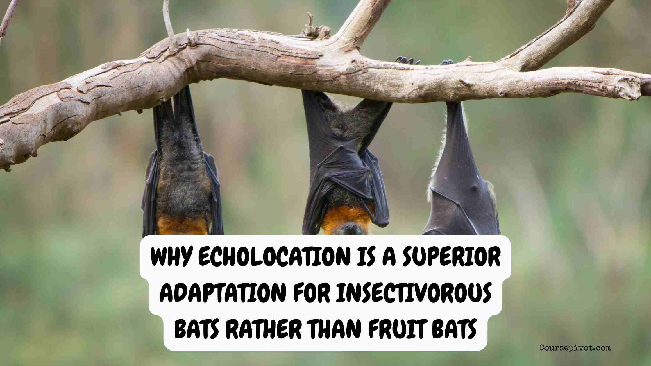Why Echolocation Is a Superior Adaptation for Insectivorous Bats Rather Than Fruit Bats