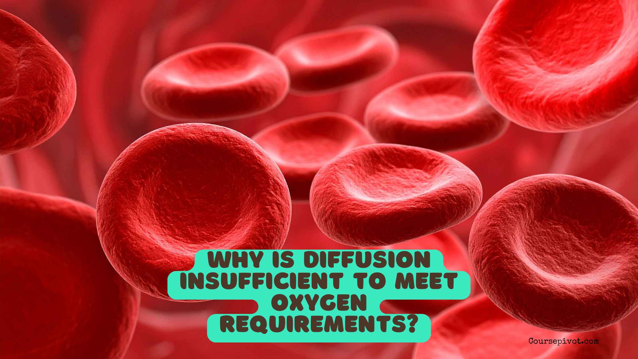Why Is Diffusion Insufficient to Meet Oxygen Requirements in Multicellular Organisms Like Us?