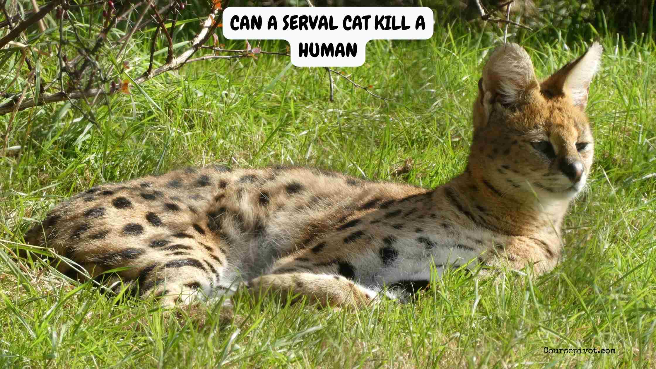 can a serval cat kill a human