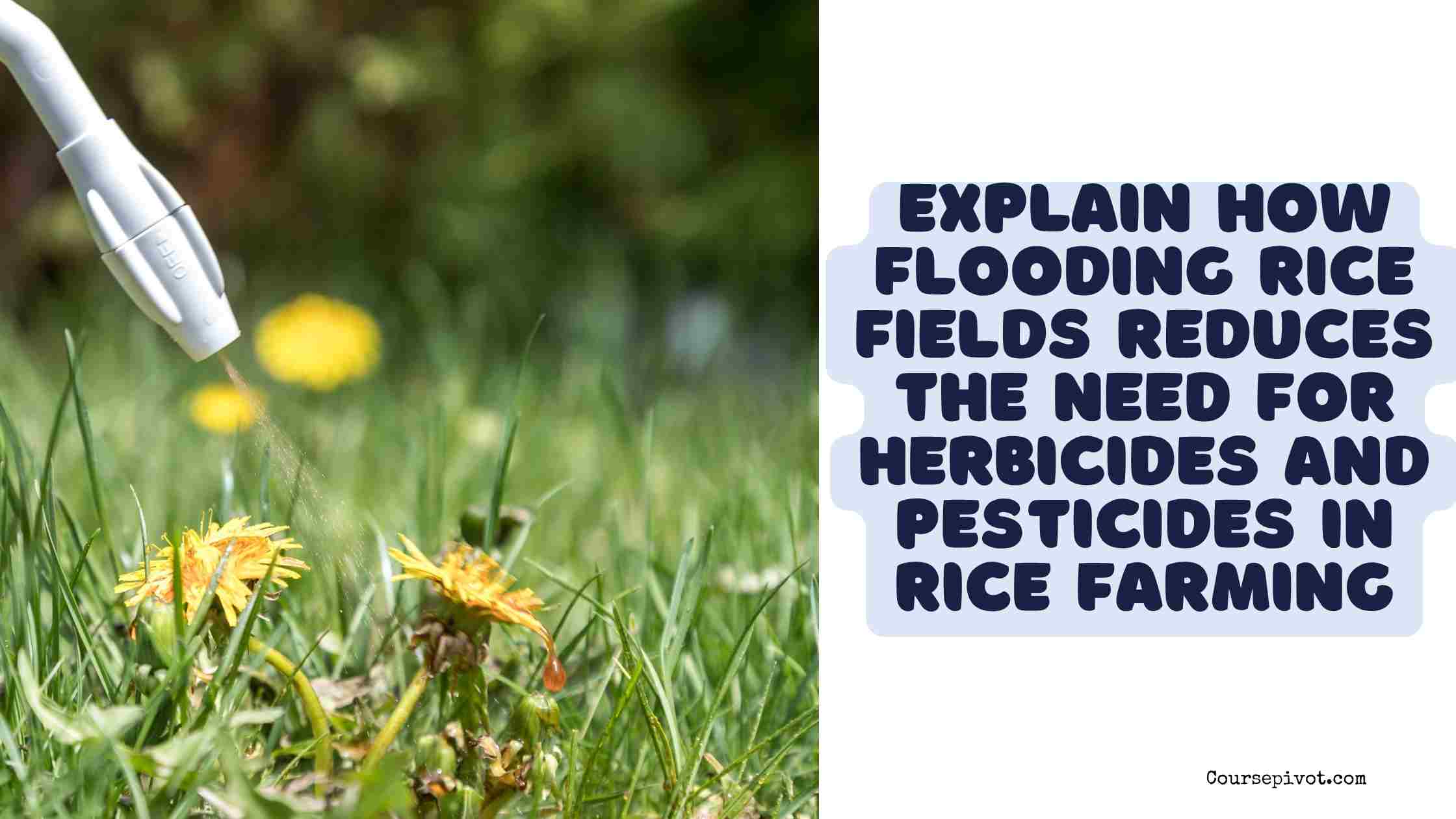 explain how flooding rice fields reduces the need for herbicides and pesticides in rice farming