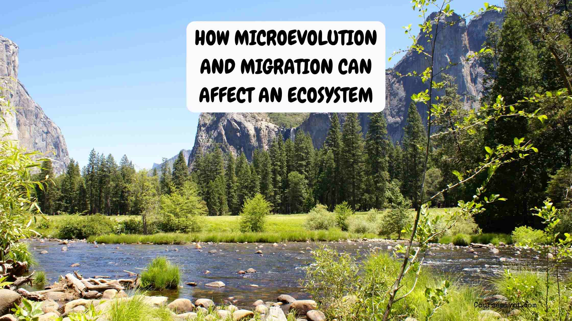 How Microevolution and Migration Shape Ecosystems