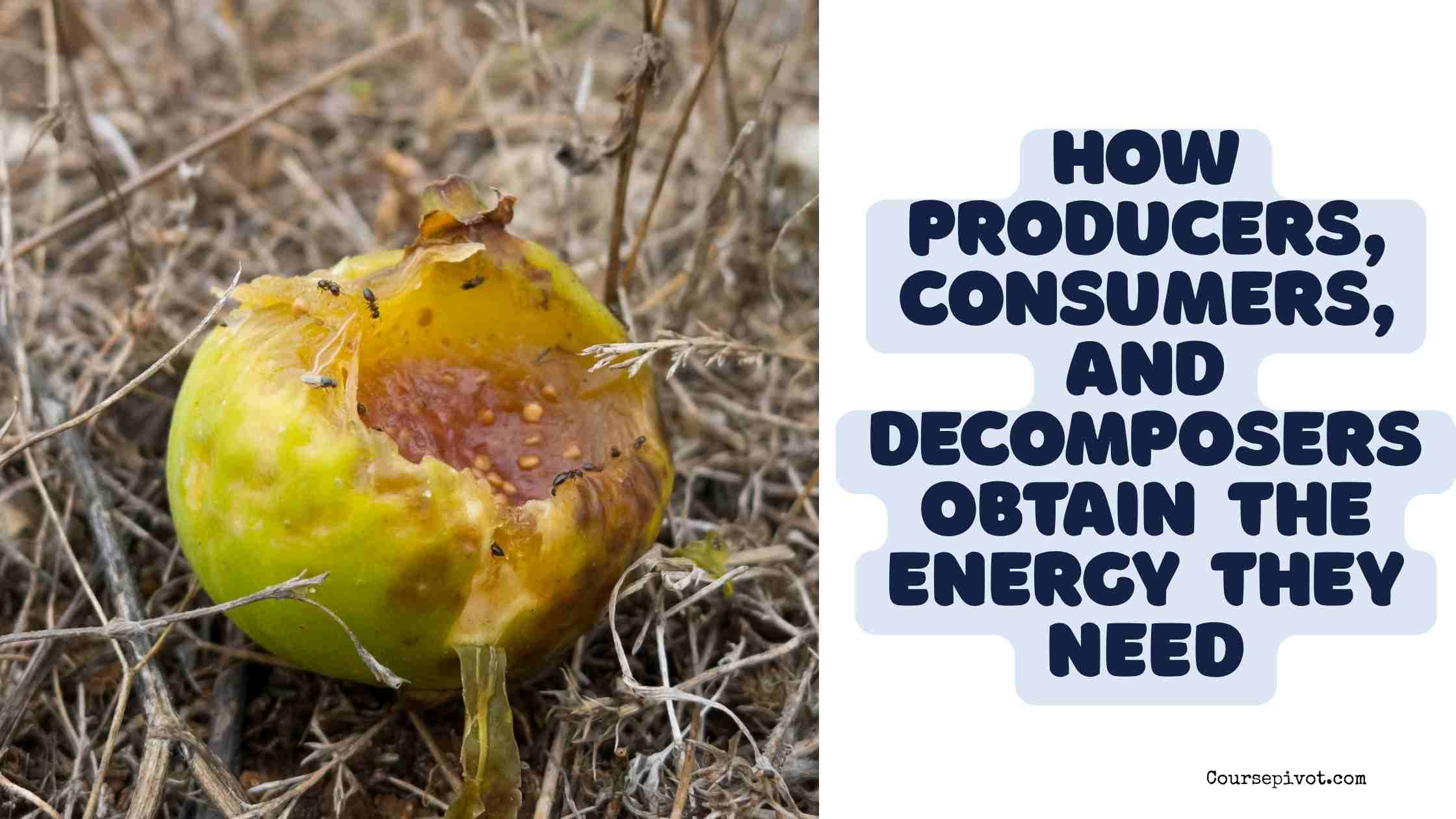 explain how producers, consumers, and decomposers obtain the energy they need