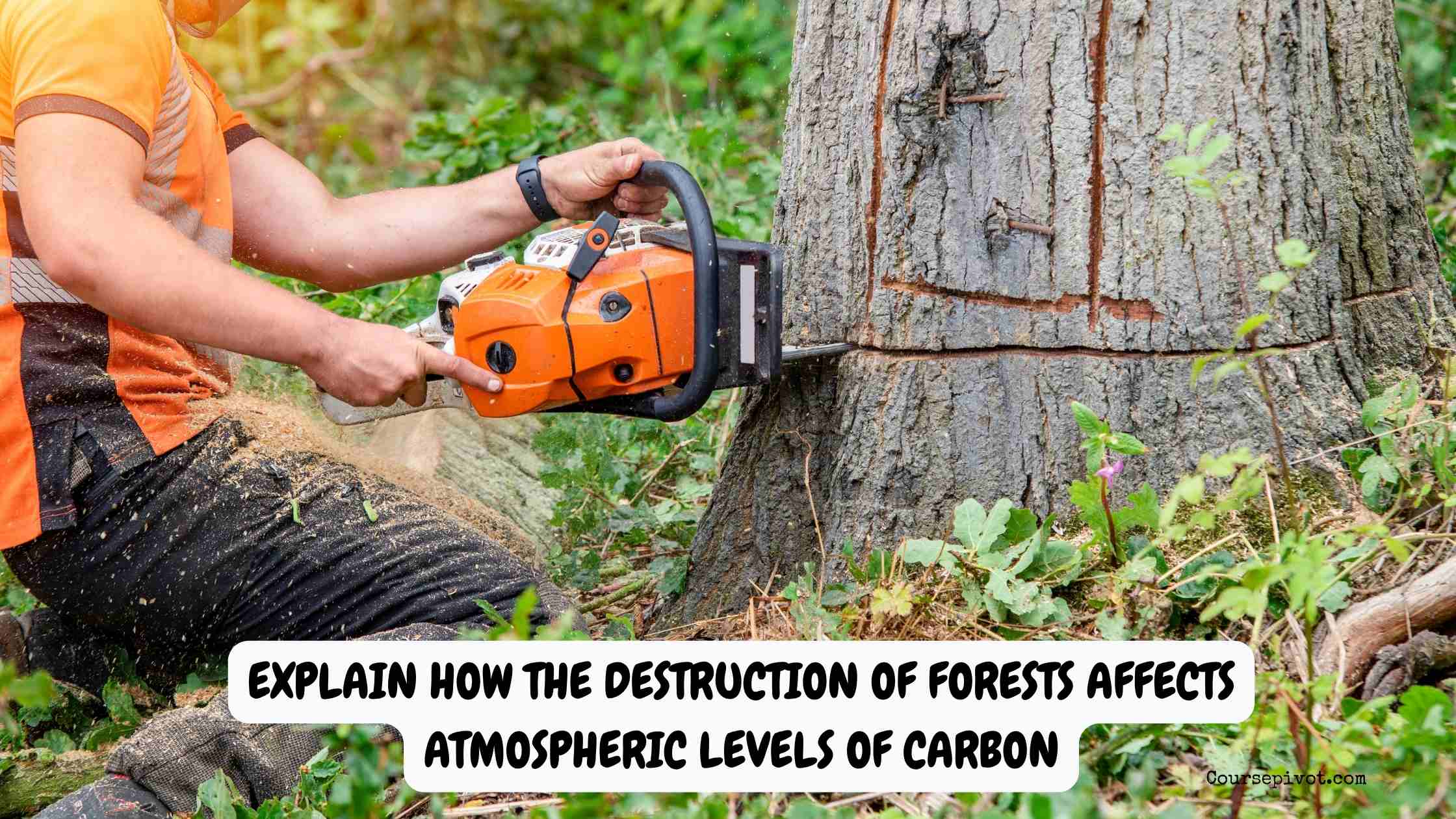 explain how the destruction of forests affects atmospheric levels of carbon