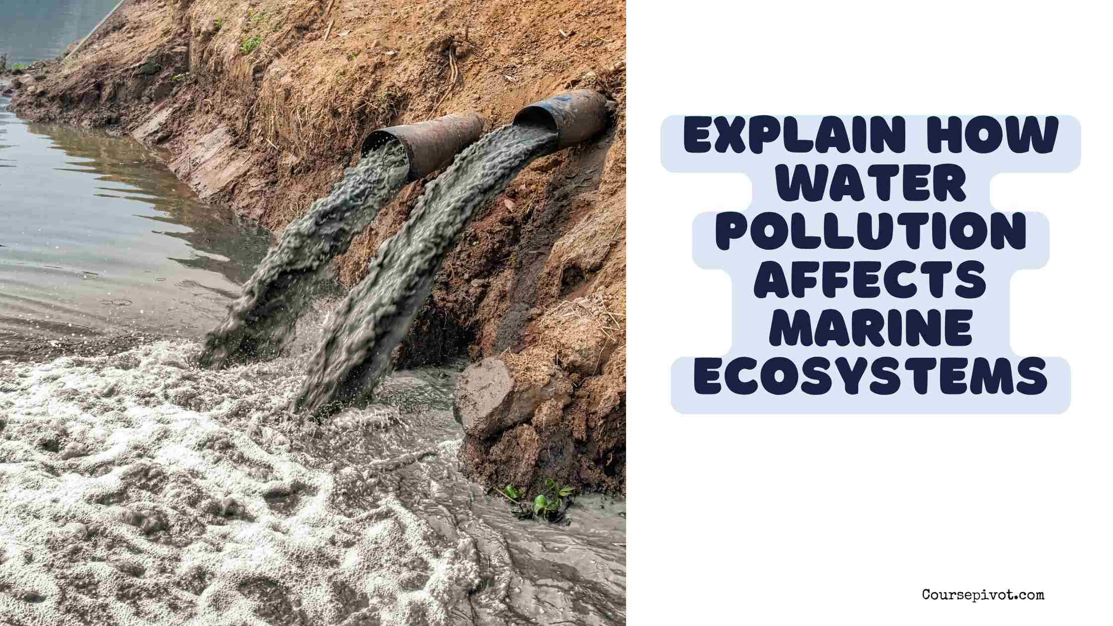explain how water pollution affects marine ecosystems.