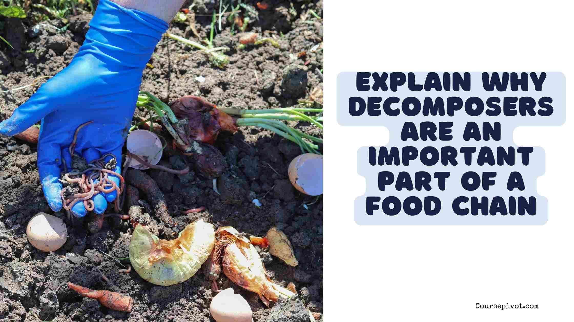 Why Decomposers Are Vital to Food Chains