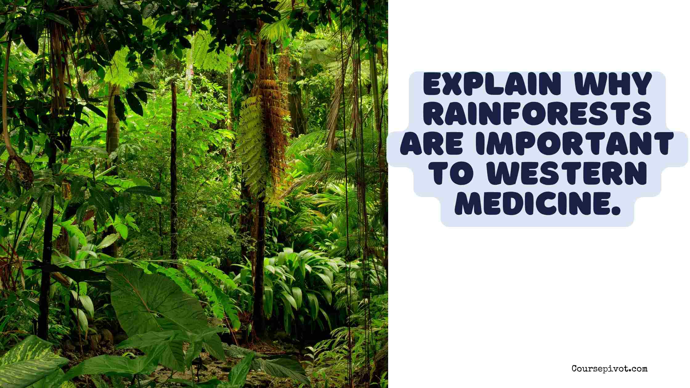 explain why rainforests are important to western medicine.