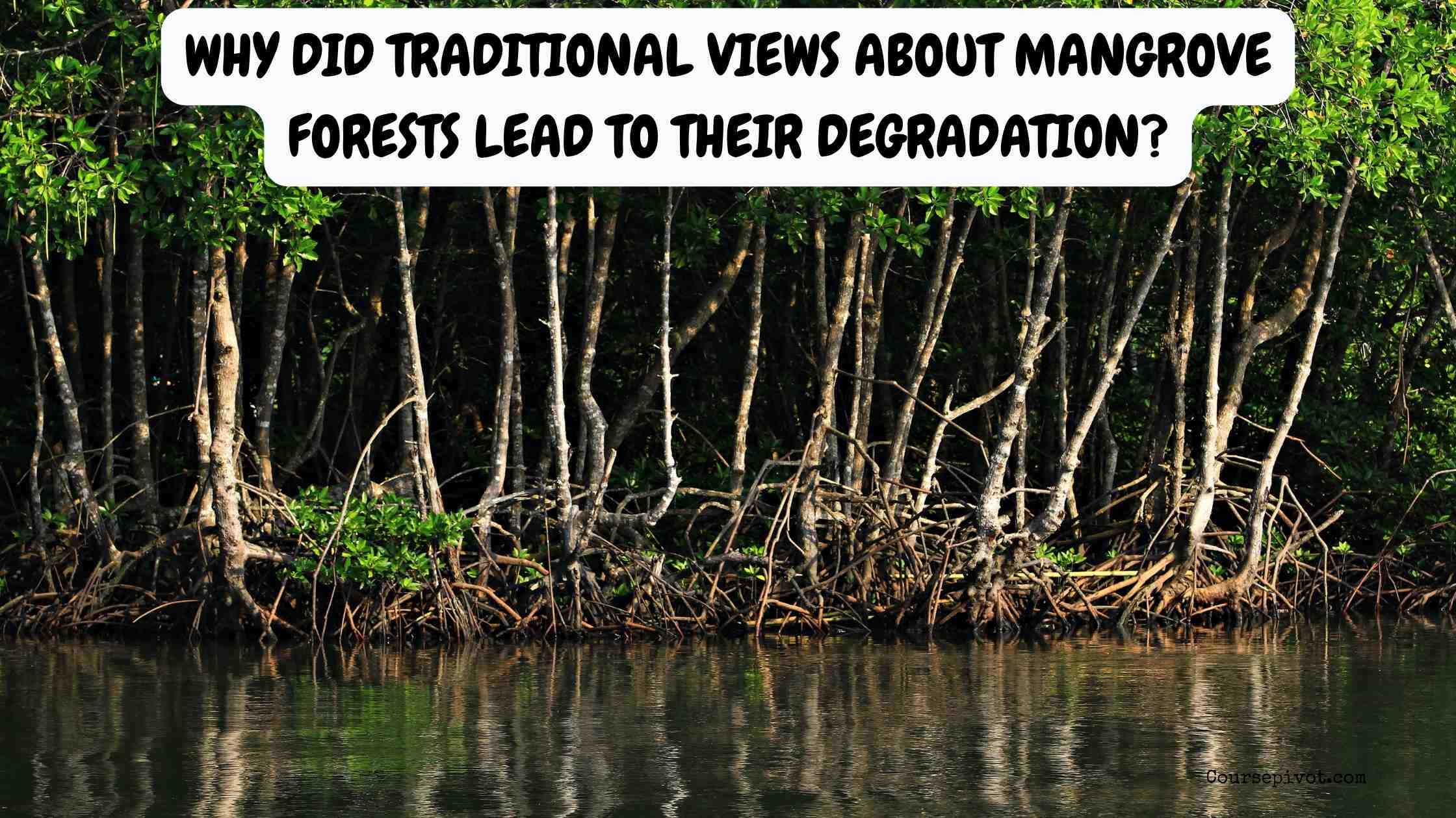Why Did Traditional Views About Mangrove Forests Lead to Their Degradation?