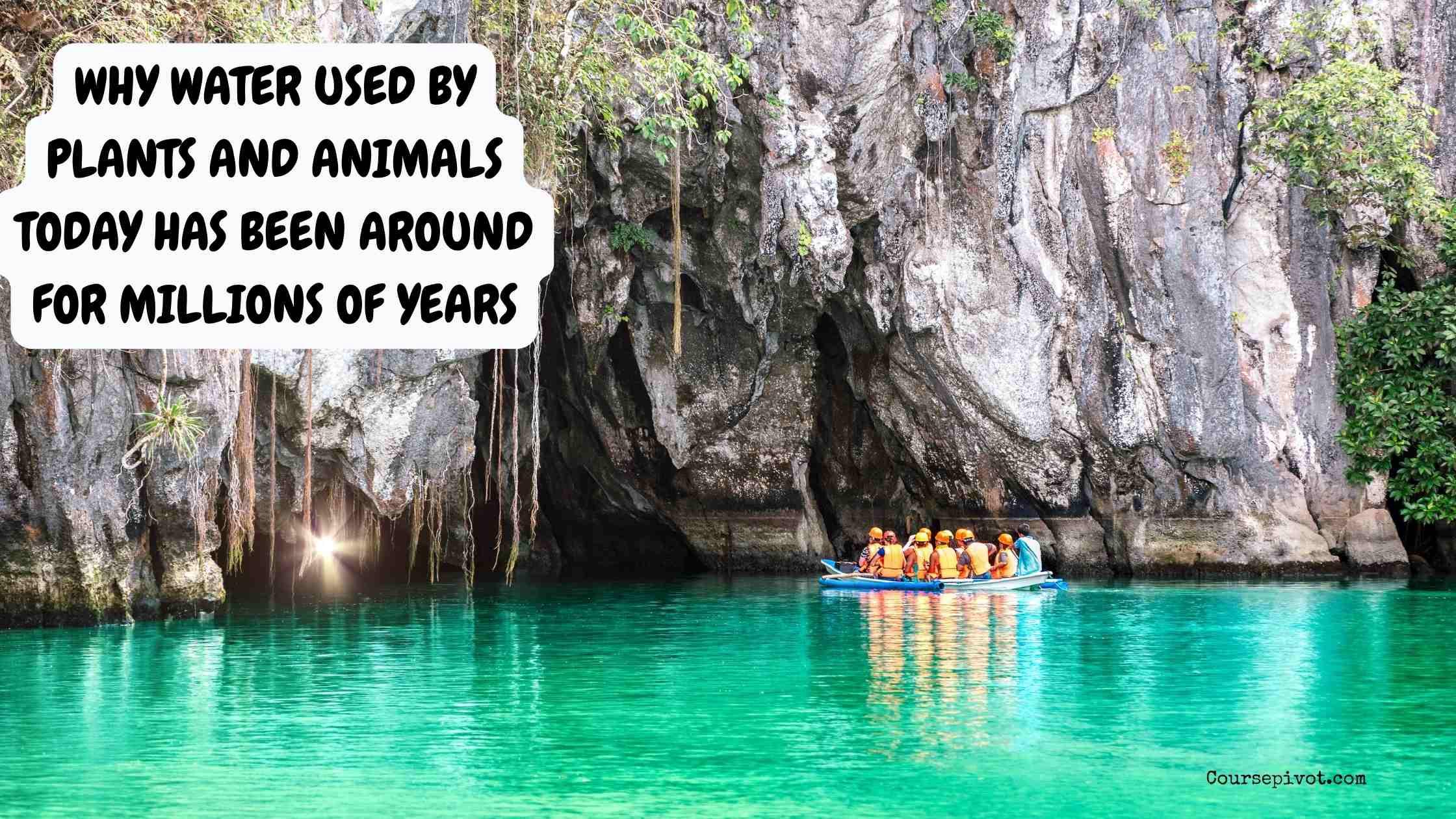 Why Water Used by Plants and Animals Today Has Been Around for Millions of Years