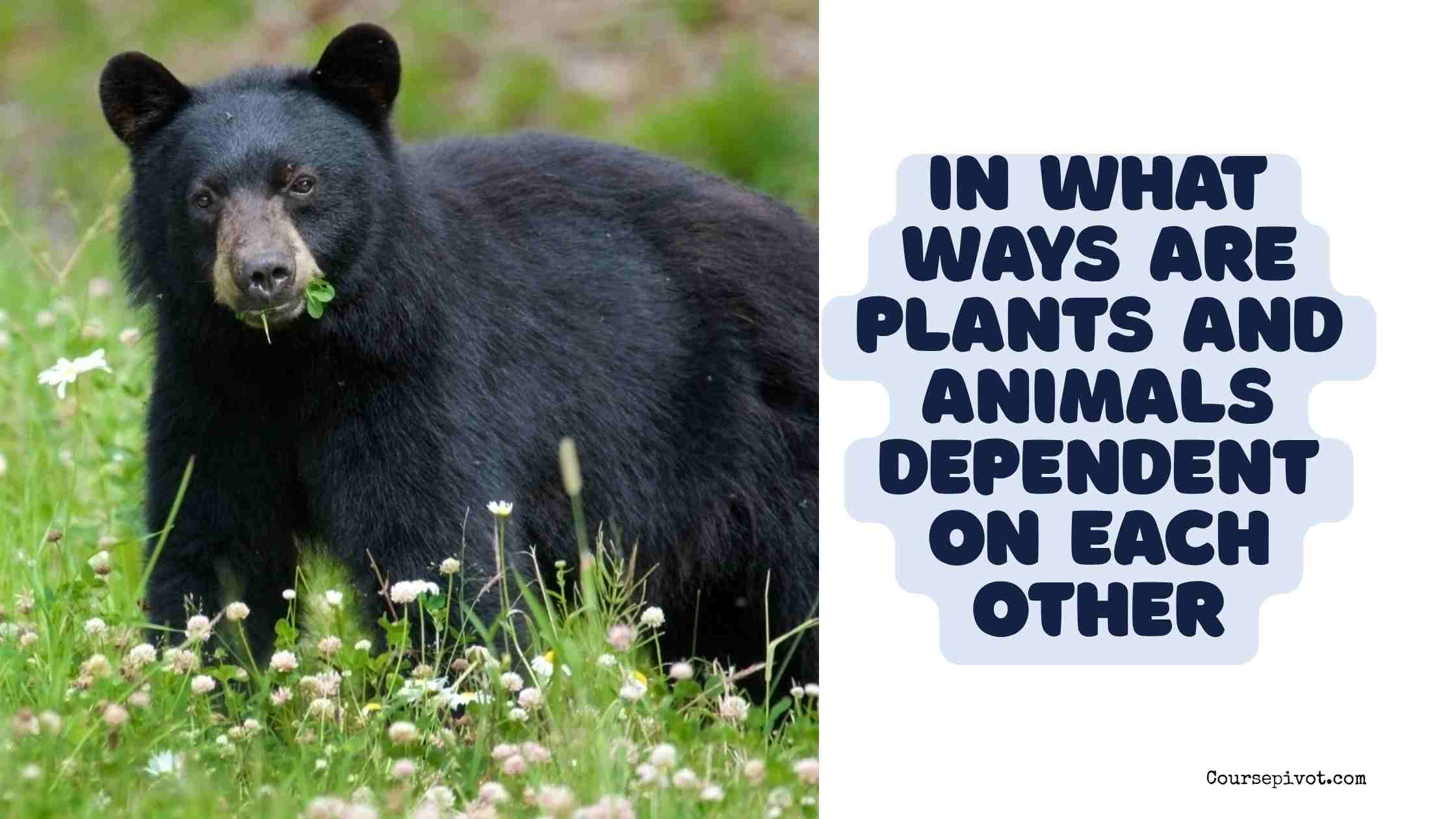 in what ways are plants and animals dependent on each other