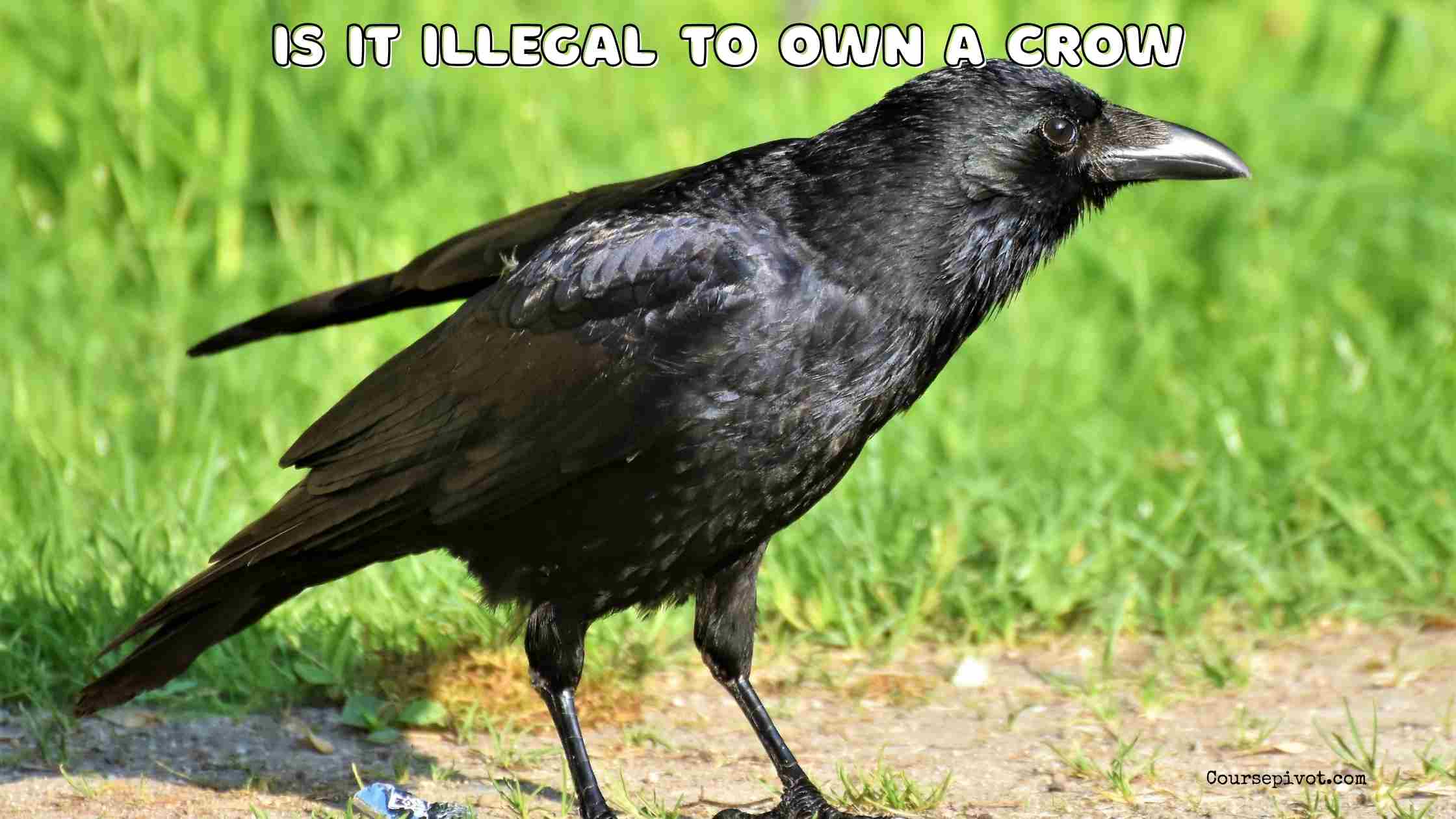 is it illegal to own a crow