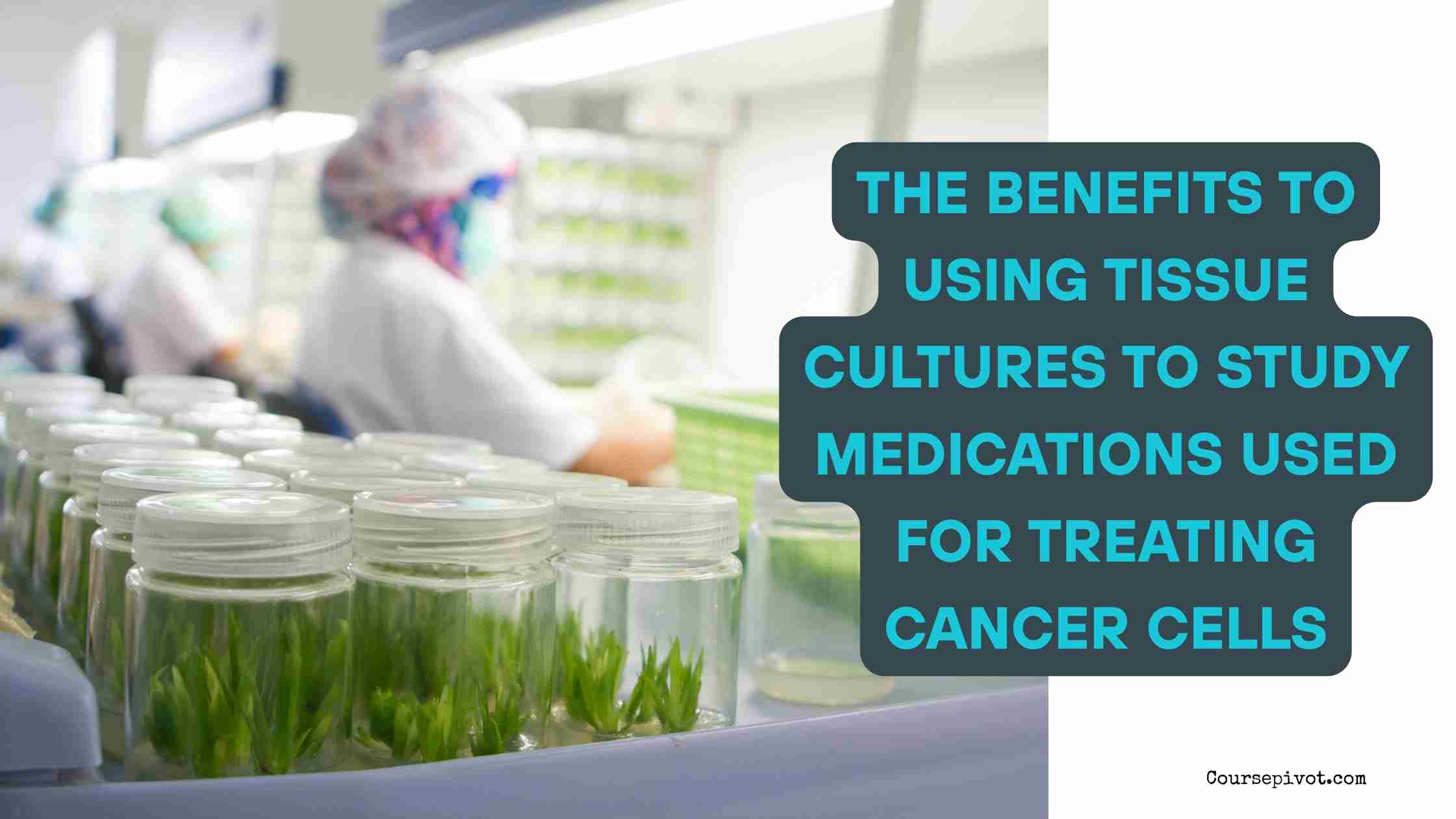 the Benefits to Using Tissue Cultures to Study Medications Used for Treating Cancer Cells
