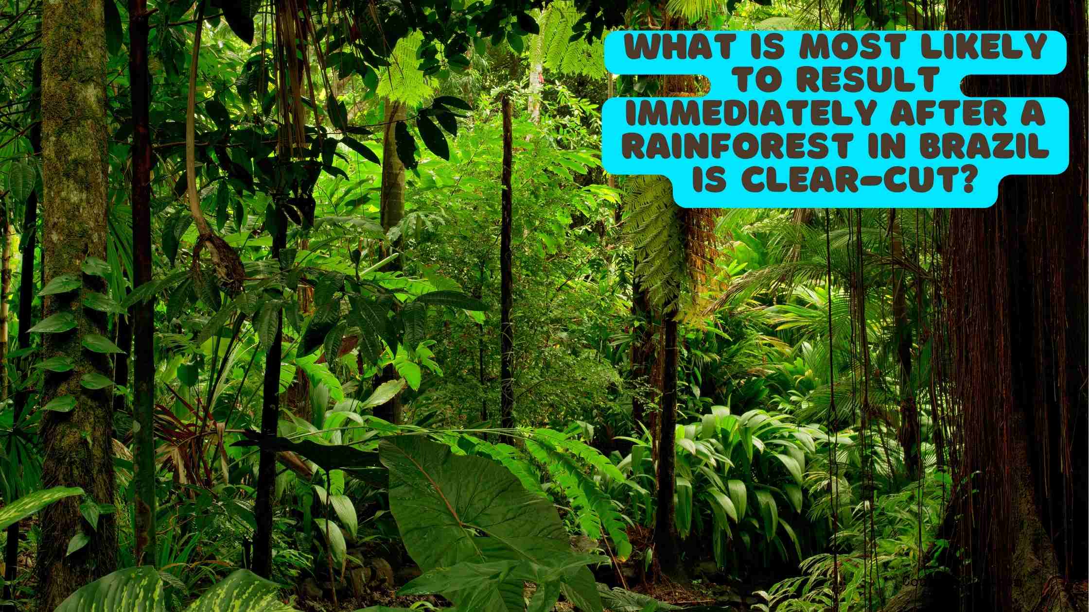 what is most likely to result immediately after a rainforest in brazil is clear-cut?