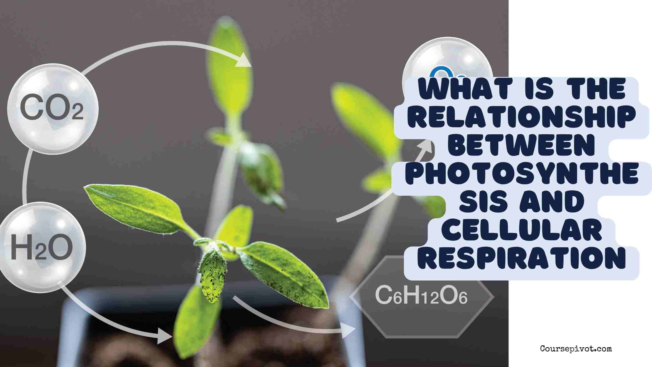 what is the relationship between photosynthesis and cellular respiration