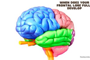 when does your frontal lobe fully develop