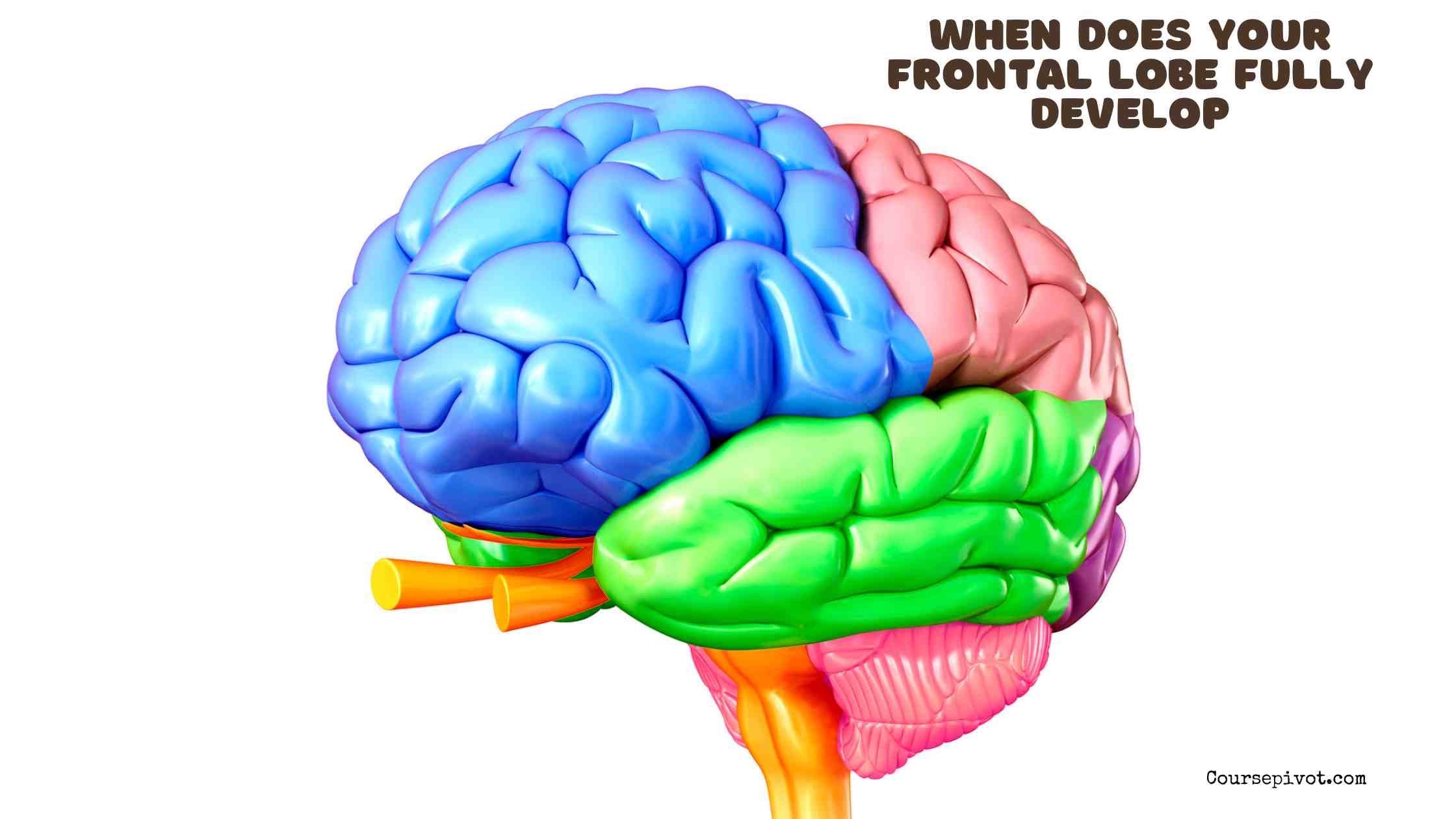 when does your frontal lobe fully develop