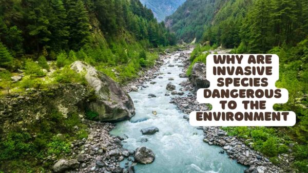 7 Reasons Why Invasive Species Are Dangerous To The Environment