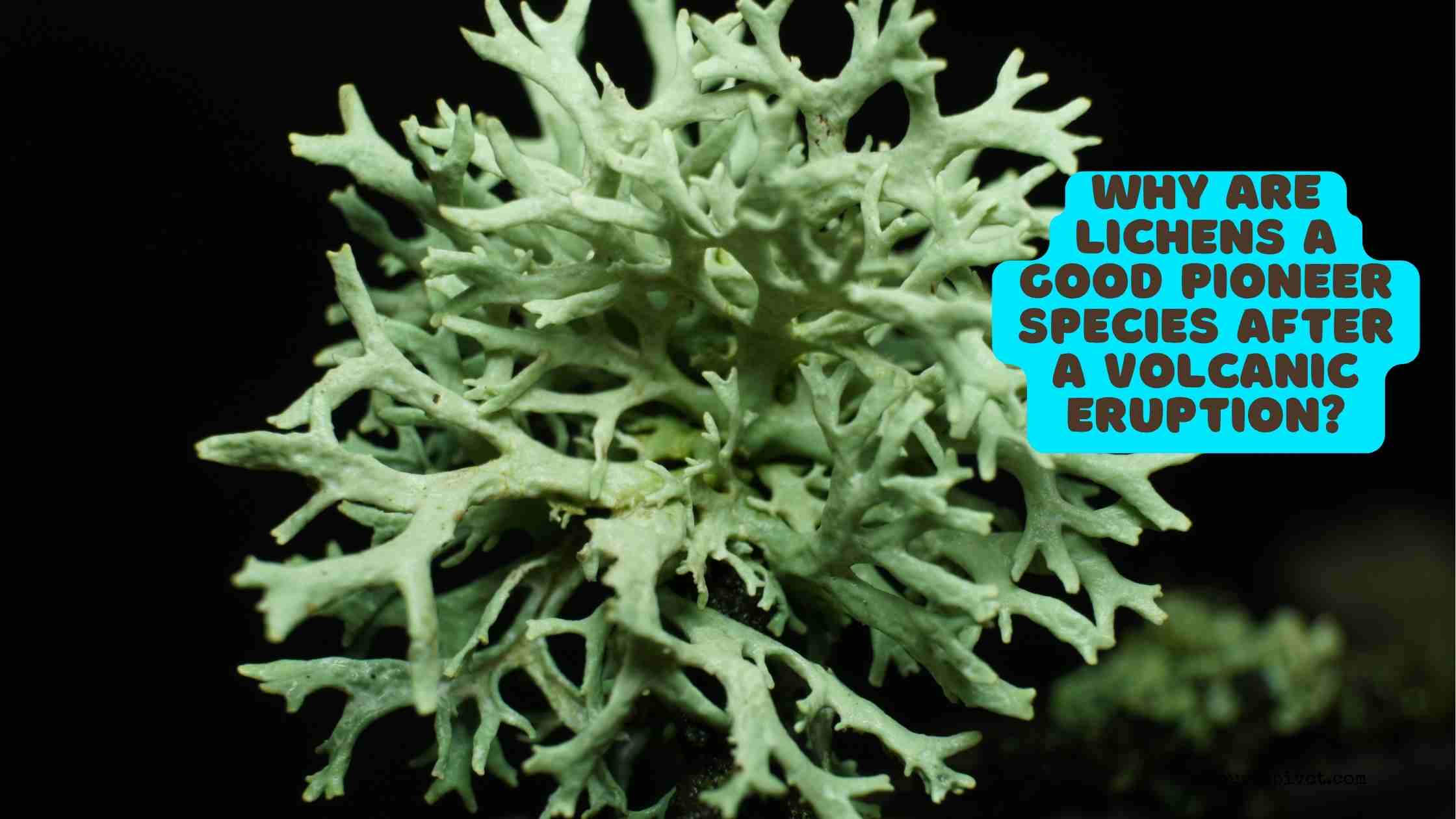 why are lichens a good pioneer species after a volcanic eruption?