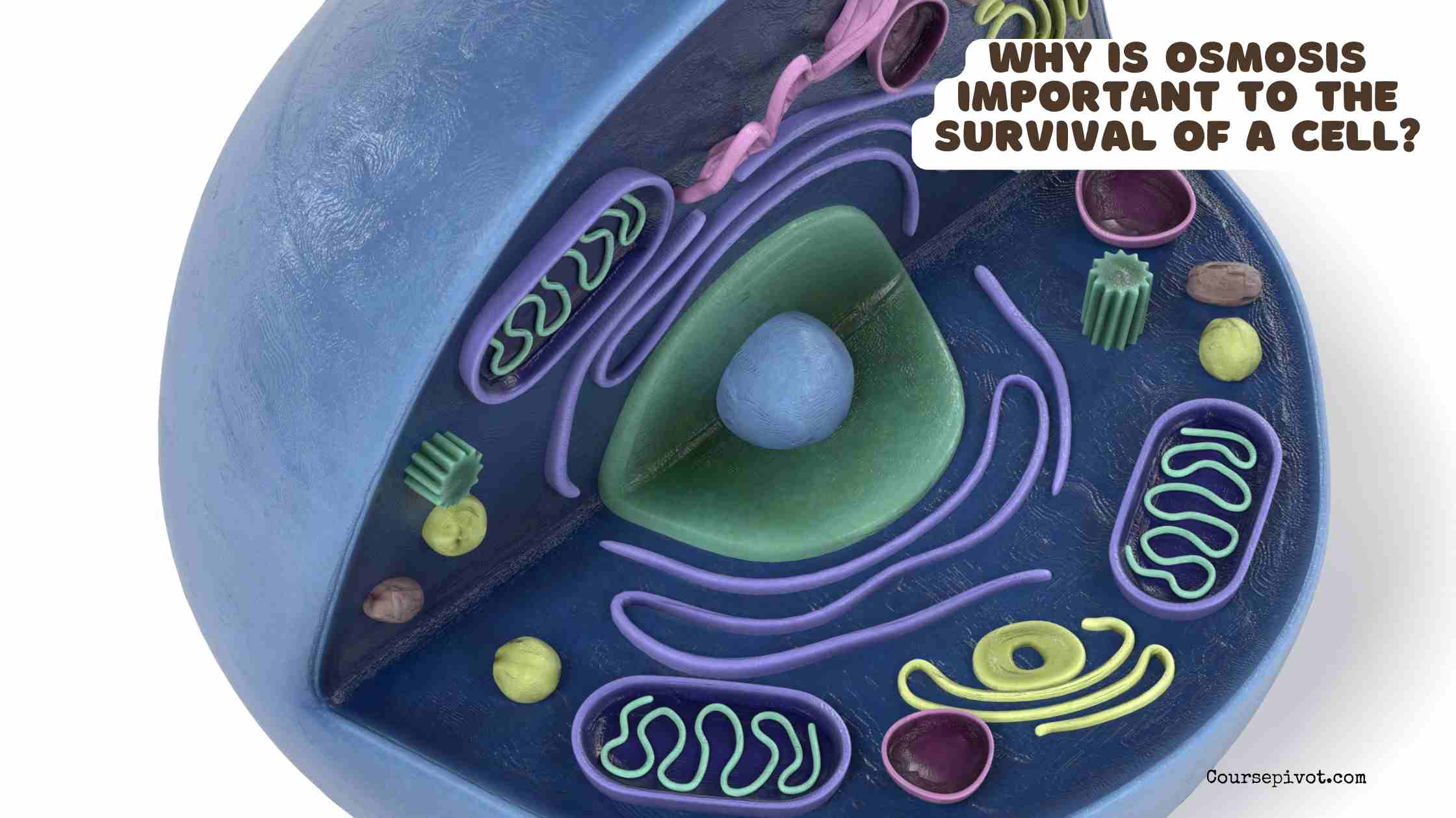 why is osmosis important to the survival of a cell?